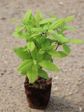 Azalea 'Gibraltar´ Azalka dřevitá 'Gibraltar' Nelen pro zelen sazenice QP