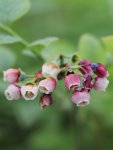 Vaccinium corymbosum 'Bluegold' Kanadská borůvka 'Bluegold' Nelen pro zelen dokvétající květy