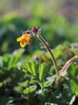 Geum heldreichii(x) 'Georgensberg' Kuklík 'Georgensberg' Nelen pro zelen poupě