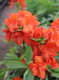 Azalea 'Feuerwerk' Azalka 'Feuerwerk' Nelen pro zelen květ Azalea 'Feuerwerk' Azalka 'Feuerwerk' Nelen pro zelen květ