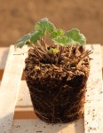 Geranium ´Coombland White´ Kakost 'Coombland White' Nelen pro zelen sazenice QP