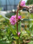 Lythrum salicaria JS® 'Pink Tails' Kyprej vrbice JS ® 'Pink Tails' Nelen pro zelen květ