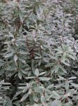 Pieris japonica 'Little Heath' Pieris japonský 'Little Heath' zakrslý Nelen pro zelen listy