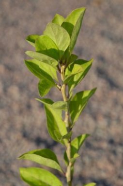 Lycium chinense 'goji Grosfruchting' Kustovnice čínská 'goji Grosfruchting' Nelen pro zelen list