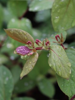 Lonicera japonica 'Chinensis´ Zimolez japonský 'Chinensis' Nelen pro zelen poupata Lonicera japonica 'Chinensis´ Zimolez japonský 'Chinensis' Nelen pro zelen poupata