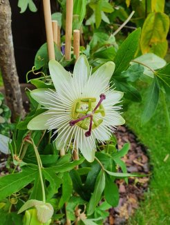 Mučenka Nelen pro zelen Passiflora v květu