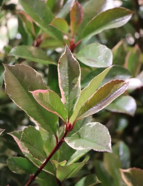 Photinia x fraseri ´Pink Marble´® Blýskavka Fraserova 'Pink Marble' ® Nelen pro zelen listy starší rostliny