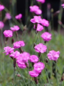 Dianthus gratianop. 'Pink Jewel' Hvozdík sivý 'Pink Jewel' Nelen pro zelen květy Dianthus gratianop. 'Pink Jewel' Hvozdík sivý 'Pink Jewel' Nelen pro zelen květy