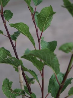 Prunus domestica ´Stanley´ Švestka 'Stanley' Nelen pro zelen detail Prunus domestica ´Stanley´ Švestka 'Stanley' Nelen pro zelen detail