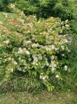Viburnum plicatum 'Dart´s Red Robin´ Kalina japonská 'Dart's Red Robin' Nelen pro zelen keř