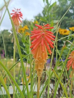 Kniphofia 'Papaya Popsicle' ® Mnohokvět 'Papaya Popsicle' ® Nelen pro zelen květ Kniphofia 'Papaya Popsicle' ® Mnohokvět 'Papaya Popsicle' ® Nelen pro zelen květ