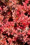 Dřišťál Thunbergův Nelen pro zelen Berberis thunbergii podzimní list