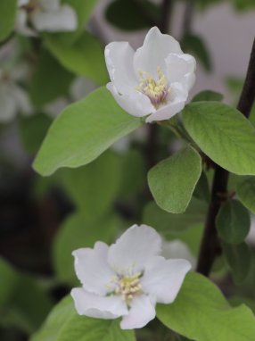 Kdouloň obecná 'Aurelia'