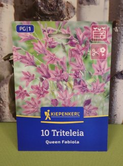 Triteleta 'Queen Fabiola' Nelen pro zelen