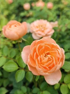Rosa 'Orange Imp' Růže zahradní 'Orange Imp' Nelen pro zelen skupina květů Rosa 'Orange Imp' Růže zahradní 'Orange Imp' Nelen pro zelen skupina květů