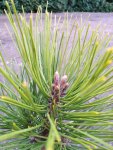 Borovice bělokorá 'Karmel' Nelen pro zelen Pinus heldreichii 'Karmel' jehličí