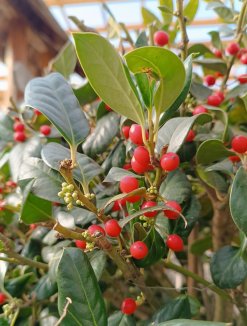Ilex mutchagara ´Nellie R. Stevens´ Cesmína 'Nellie R. Stevens' Nelen pro zelen detail bobule Ilex mutchagara ´Nellie R. Stevens´ Cesmína 'Nellie R. Stevens' Nelen pro zelen detail bobule