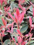 Photinia x fraseri ´Pink Marble´® Blýskavka Fraserova 'Pink Marble' ® Nelen pro zelen nové přírůstky