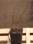 Lagerstroemia indica ´With Love® Virgin´ Lagerstroémie 'With Love® Virgin' Nelen pro zelen sazenice h9x9