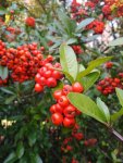 Hlohyně šarlatová 'Kasan' Neleň pro zeleň Pyracantha coccinea 'Kasan' plody