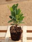 Prunus laurocerasus 'Otto Luyken' Bobkovišeň lékařská 'Otto Luyken' Nelen pro zelen sazenice QP