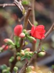 Chaenomeles speciosa 'Rubra´ Kdoulovec lahvicovitý 'Rubra' Nelen pro zelen květ