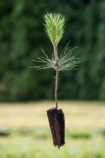 Borovice Jeffreyova Nelen pro zelen Pinus jeffreyi rostlina