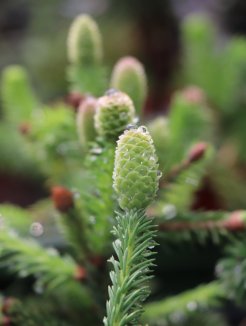 Picea abies´Pusch´ Smrk ztepilý 'Pusch' Nelen pro zelen šiška a nové výhonky Picea abies´Pusch´ Smrk ztepilý 'Pusch' Nelen pro zelen šiška a nové výhonky