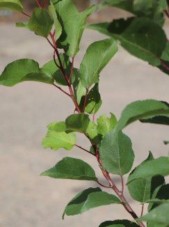 Prunus armeniaca 'Radka' Meruňka 'Radka' Nelen pro zelen detail Prunus armeniaca 'Radka' Meruňka 'Radka' Nelen pro zelen detail