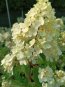 Hydrangea paniculata 'Vanille Fraise´ Hortenzie latnatá 'Vanille Fraise' Nelen pro zelen květ