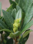 Rhododendron ´Graal Müritz´ Rododendron 'Graal Müritz' Nelen pro zelen pupen
