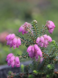 Erica x stuartii 'Irish Lemon' Vřesovec Stuartův 'Irish Lemon' Nelen pro zelen květy Erica x stuartii 'Irish Lemon' Vřesovec Stuartův 'Irish Lemon' Nelen pro zelen květy
