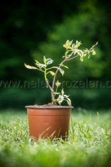 Svída sporná 'Variegata'