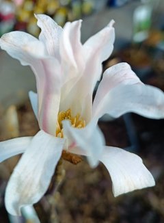 Magnolie Loebnerova Nelen pro zelen Magnolia loebneri květ