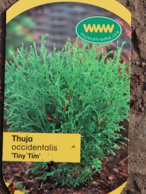 Zerav západní 'Tiny Tim'