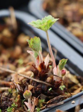 Geranium ´Johnson´s Blue´ Kakost 'Johnson's Blue' Nelen pro zelen rašící rostlina