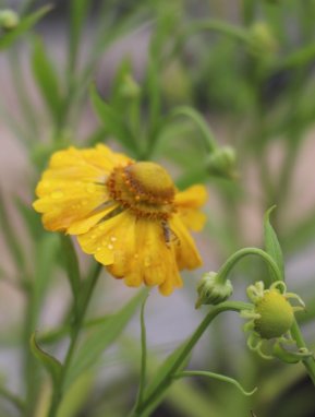 Záplevák 'Septembergold' Helenium 'Septembergold' Nelen pro zelen květ