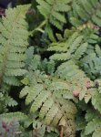 Kapradina japonská Nelen pro zelen Polystichum polyblepharum list