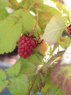 Rubus fruticosus ' Buckingham Tayberry' Malino-ostružiník 'Buckingham Tayberry' Nelen pro zelen detail plodu