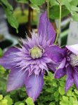 Clematis 'Multi Blue´ Plamének 'Multi Blue' Nelen pro zelen květ