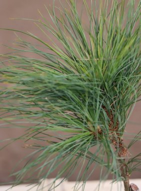 Pinus strobus ´Niagara Falls´ Borovice vejmutovka 'Niagara Falls' Nelen pro zelen detail
