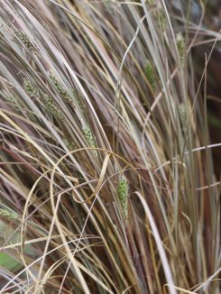 Ostřice chocholatá 'Bronze' Nelen pro zelen Carex comans 'Bronze' list