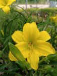 Denivka 'Green Flutter' Nelen pro zelen Hemerocallis 'Green Flutter' květ