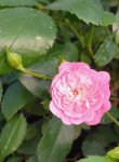 Rosa 'Lovely Fairy' Růže půdopokryvná 'Lovely Fairy' Nelen pro zelen květ