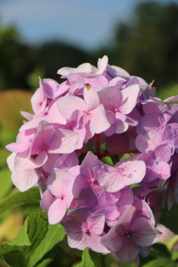 Hortenzie velkolistá Nelen pro zelen Hydrangea macrophylla květ