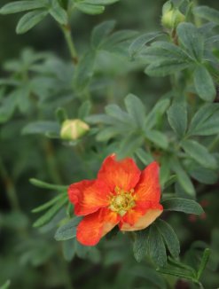 Potentilla fruticosa 'Marian Red Robin' Mochna křovitá 'Marian Red Robin' Nelen pro zelen květ Potentilla fruticosa 'Marian Red Robin' Mochna křovitá 'Marian Red Robin' Nelen pro zelen květ