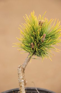 Pinus mugo 'Ophir' Borovice kleč 'Ophir' Nelen pro zelen detail Pinus mugo 'Ophir' Borovice kleč 'Ophir' Nelen pro zelen detail