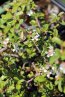 Skalník švédský Nelen pro zelen Cotoneasteer suecicus v květu