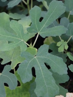 Ficus carica 'Francuesco' Fíkovník smokvoň 'Francuesco' Nelen pro zelen listy