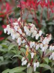 Pieris japonica 'Mountain Fire' Pieris japonský 'Mountain Fire' Nelen pro zelen květy